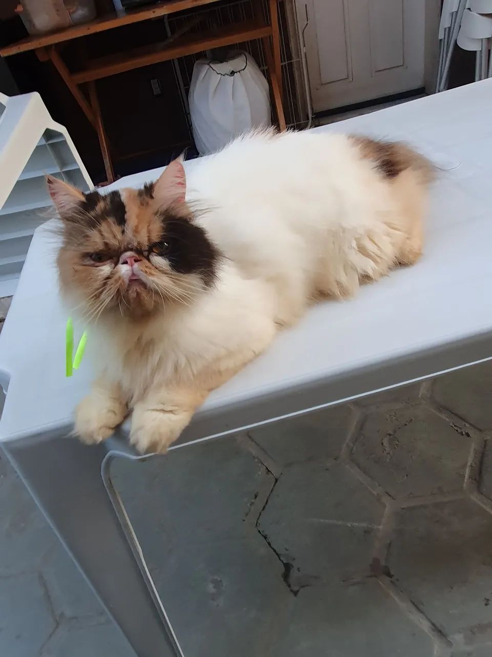 GATINHA PERSA ADULTA COM PEDIGREE  - Foto 6