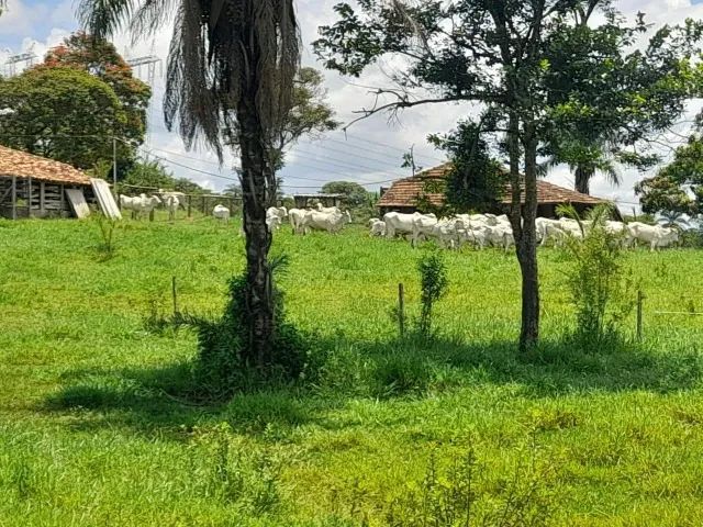 Fazenda de 50ha em Dores do Indaiá - Foto 8