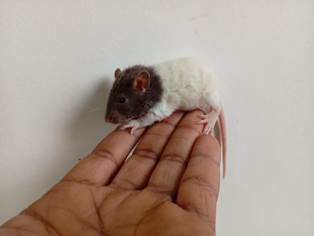 Ratinho de estimação bicolor - Filhote fofo!