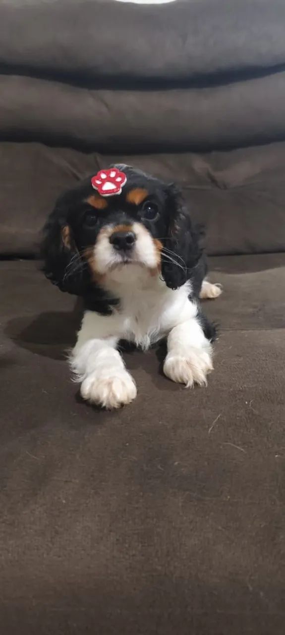 Cavalier King Charles Spaniel filhote