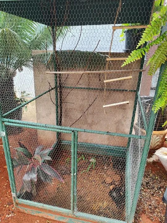 Gaiola viveiro grande quase doação pra levar logo - Foto 2