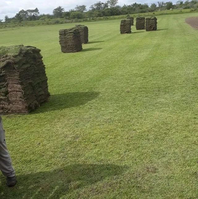 GRAMA ESMERALDAS DE SEGUNDA NO PALETE - Foto 4