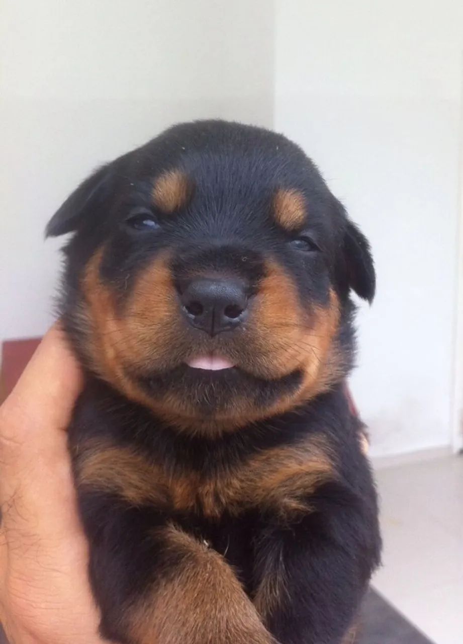 Rottweiler Disponível 