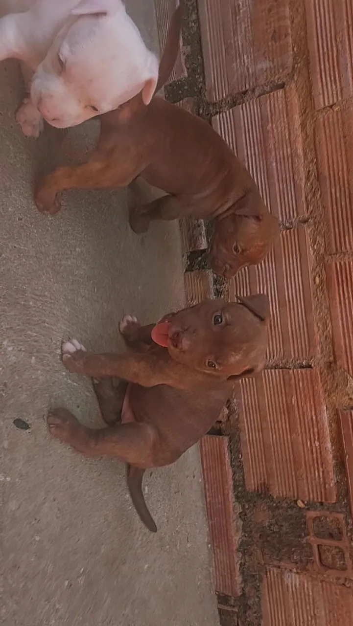 Filhotes de pit Bull misto com pit monster