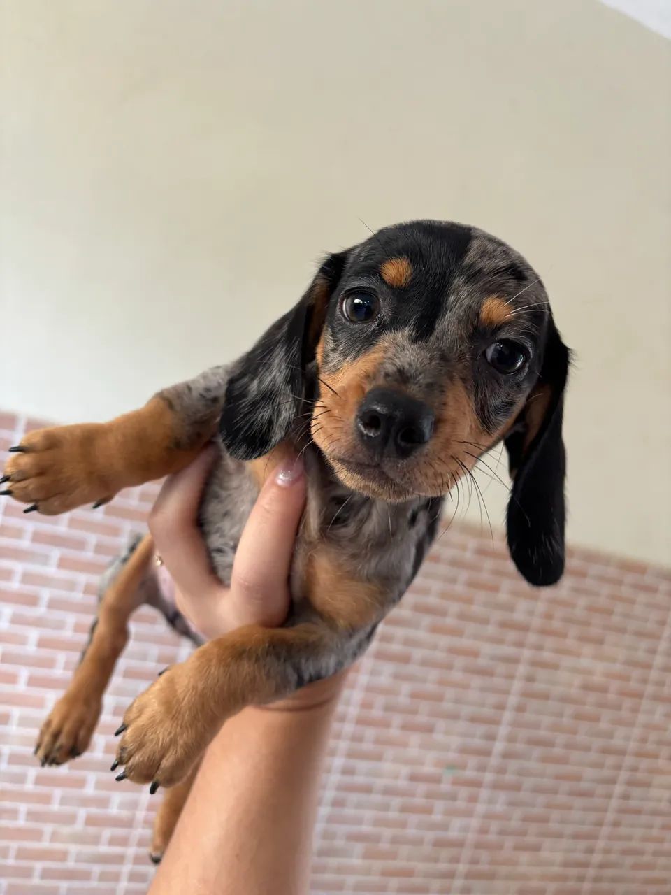 Filhote de Dachshund Arlequim - Uma Fofura - Foto 6