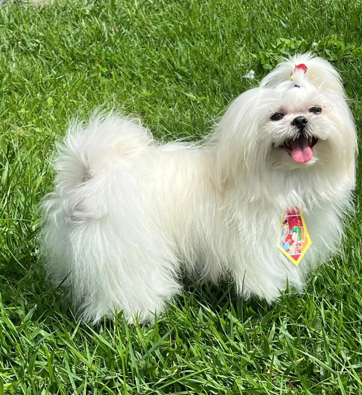 Shih Tzu Fofo procurando uma namorada