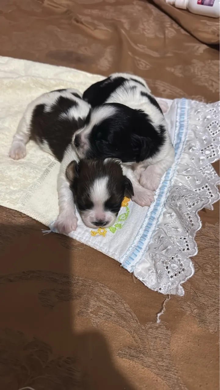 Filhotes Shih Tzu