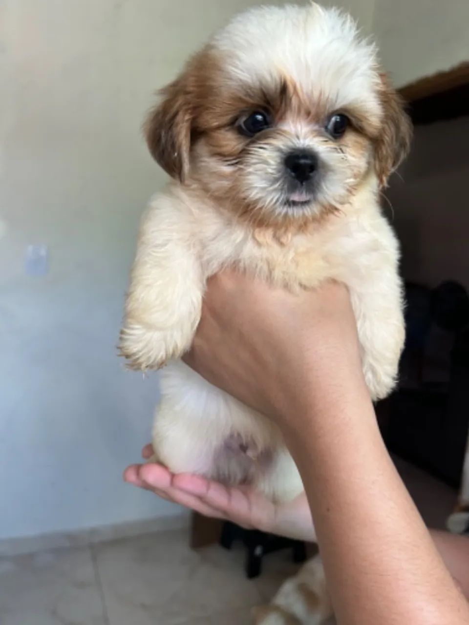 Filhotes de shih-tzu disponível a venda - Foto 3