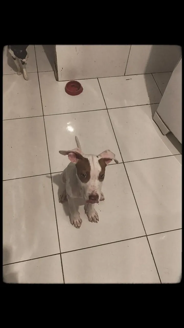 Pitbull