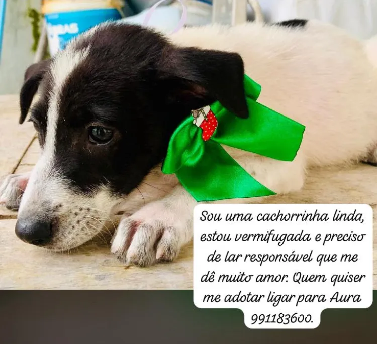 Filhote para Adoção - Linda e Carinhosa