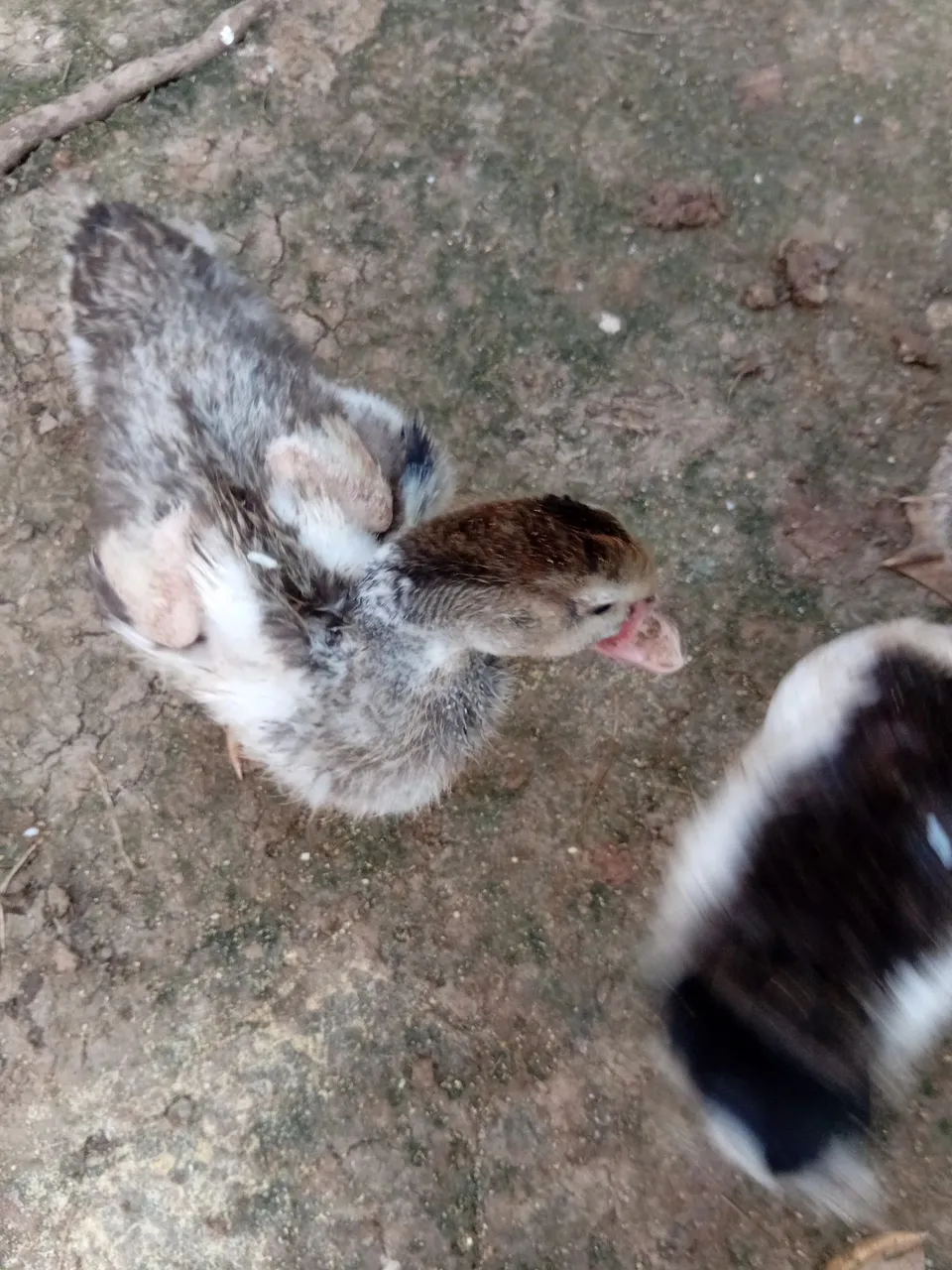 Vendo patos