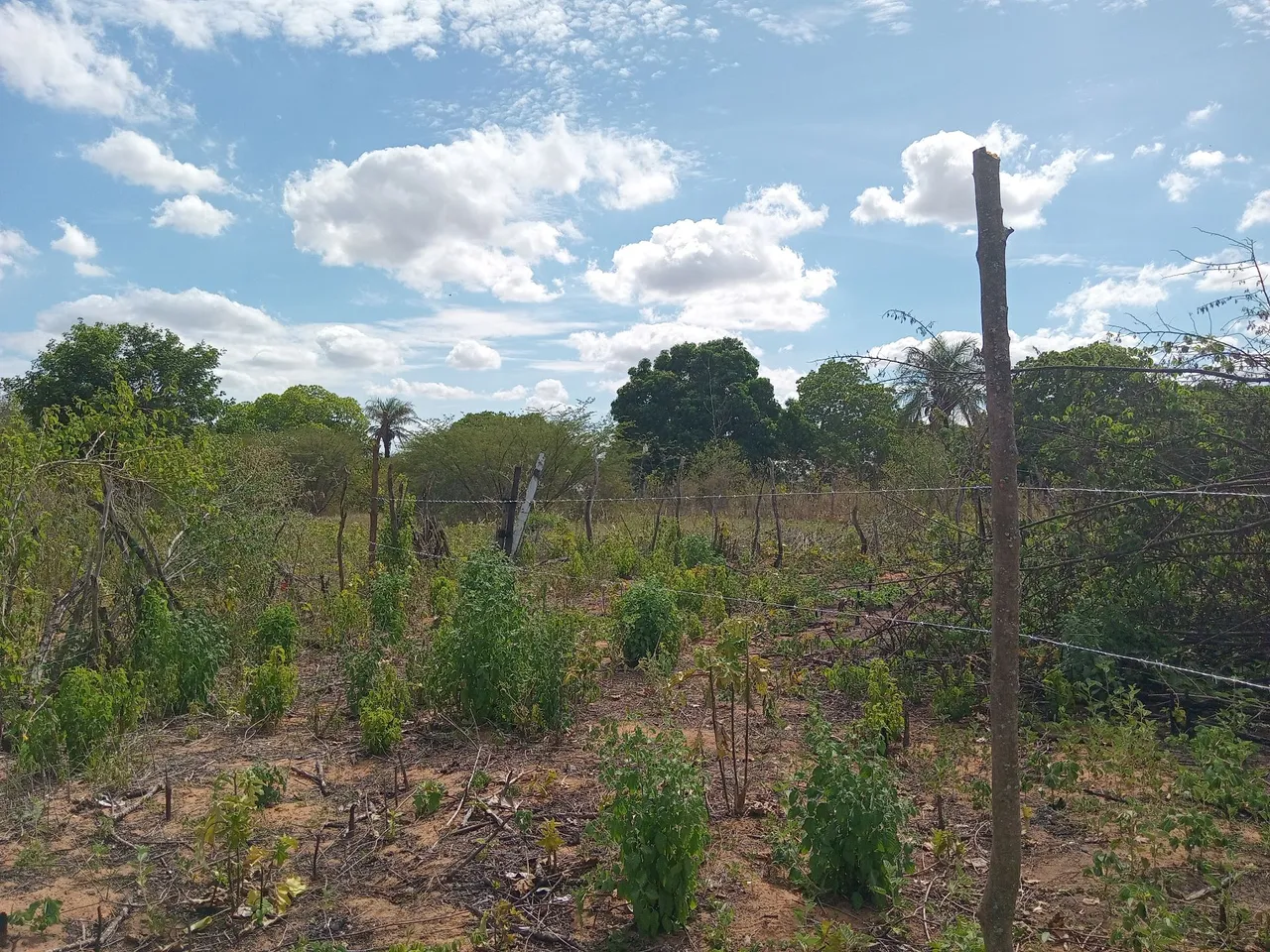 Vende terreno medindo 10x18 temos 5 terrenos com está metragem em canafistula de palmeira