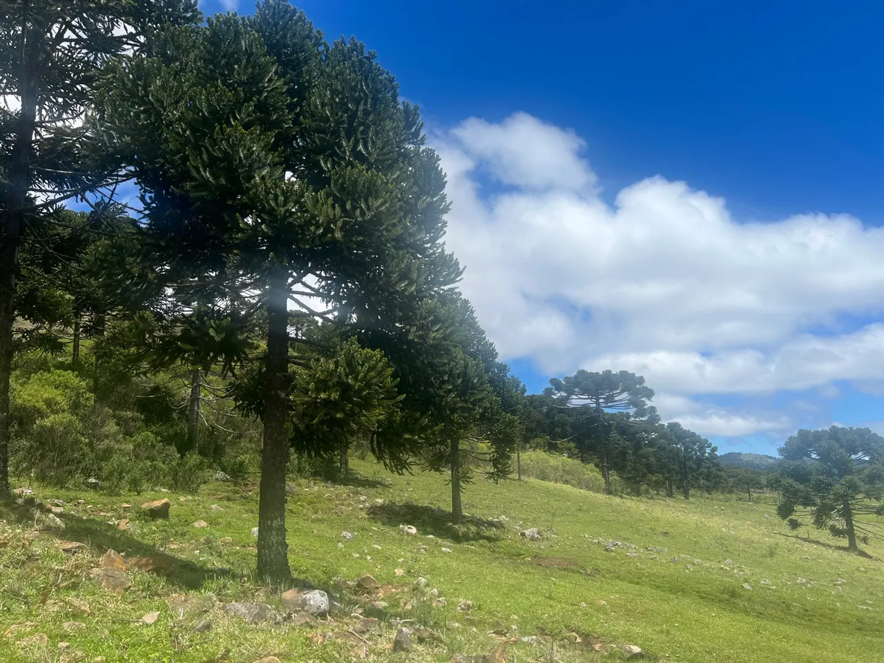Terreno 4 hectares - em Urubici