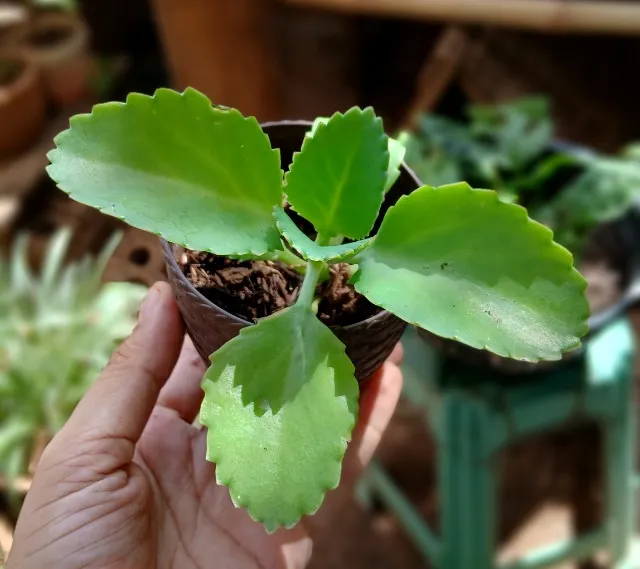 Suculenta Kalanchoê