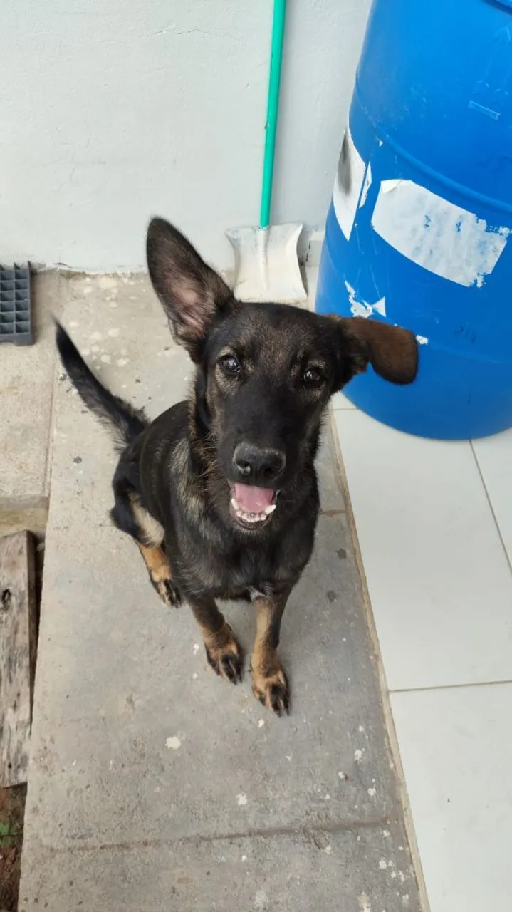Cãozinho adorável para adoção responsável.