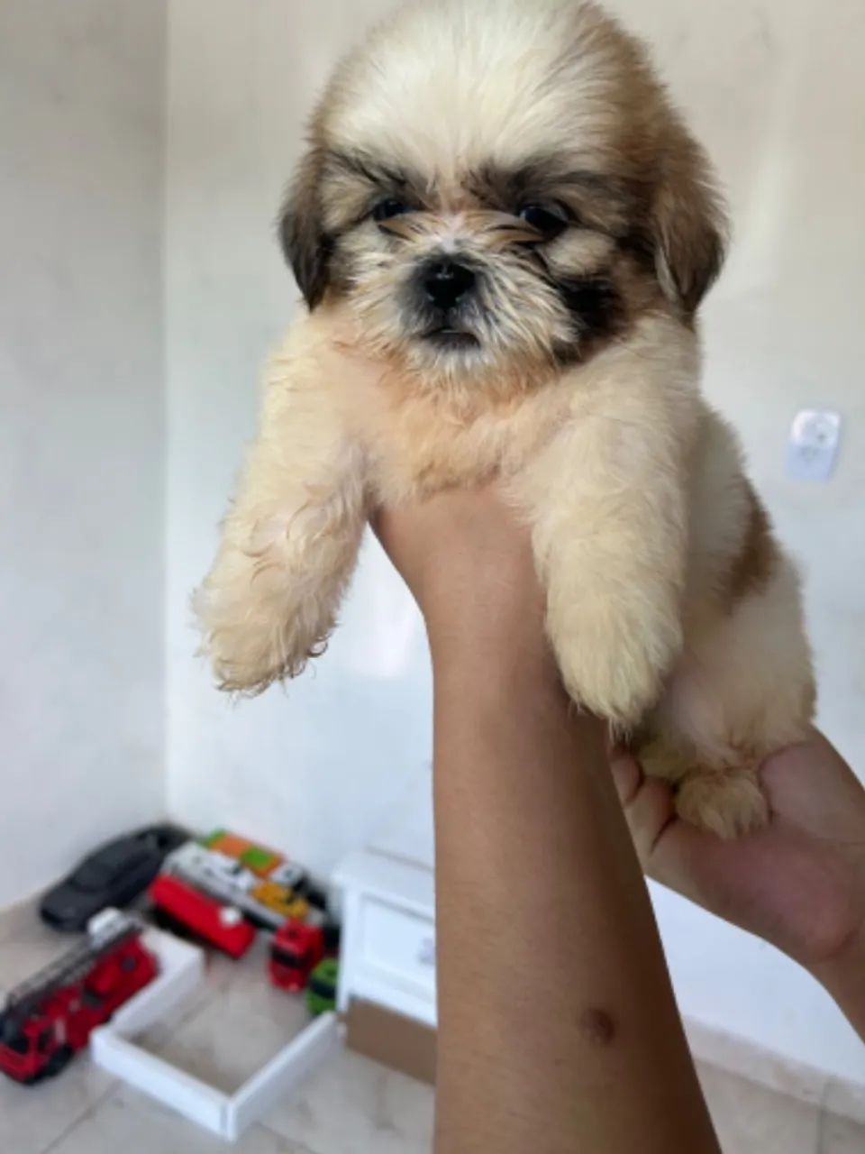 Filhotes de shih-tzu disponível a venda - Foto 2