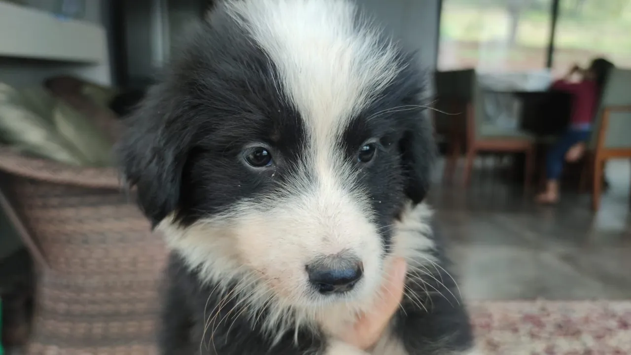 Filhotes de Border Collie disponível