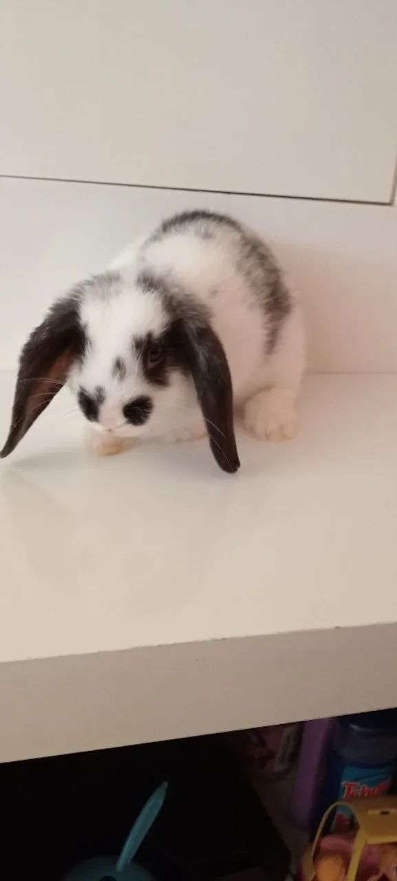 Coelho raça minilop  - Foto 2