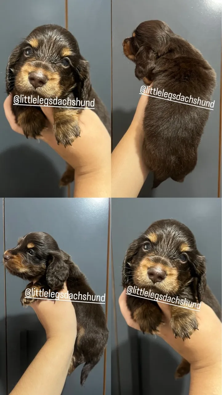 Teckel pelo longo