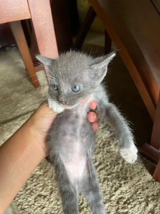 Gatinhos fofinhos para adoção - Foto 4