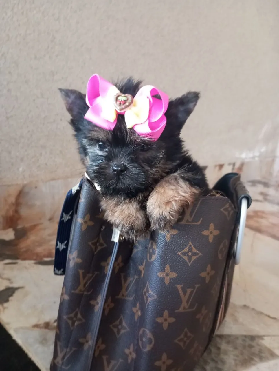 Yorkshire Micro de Bolso Filhote Fêmea
