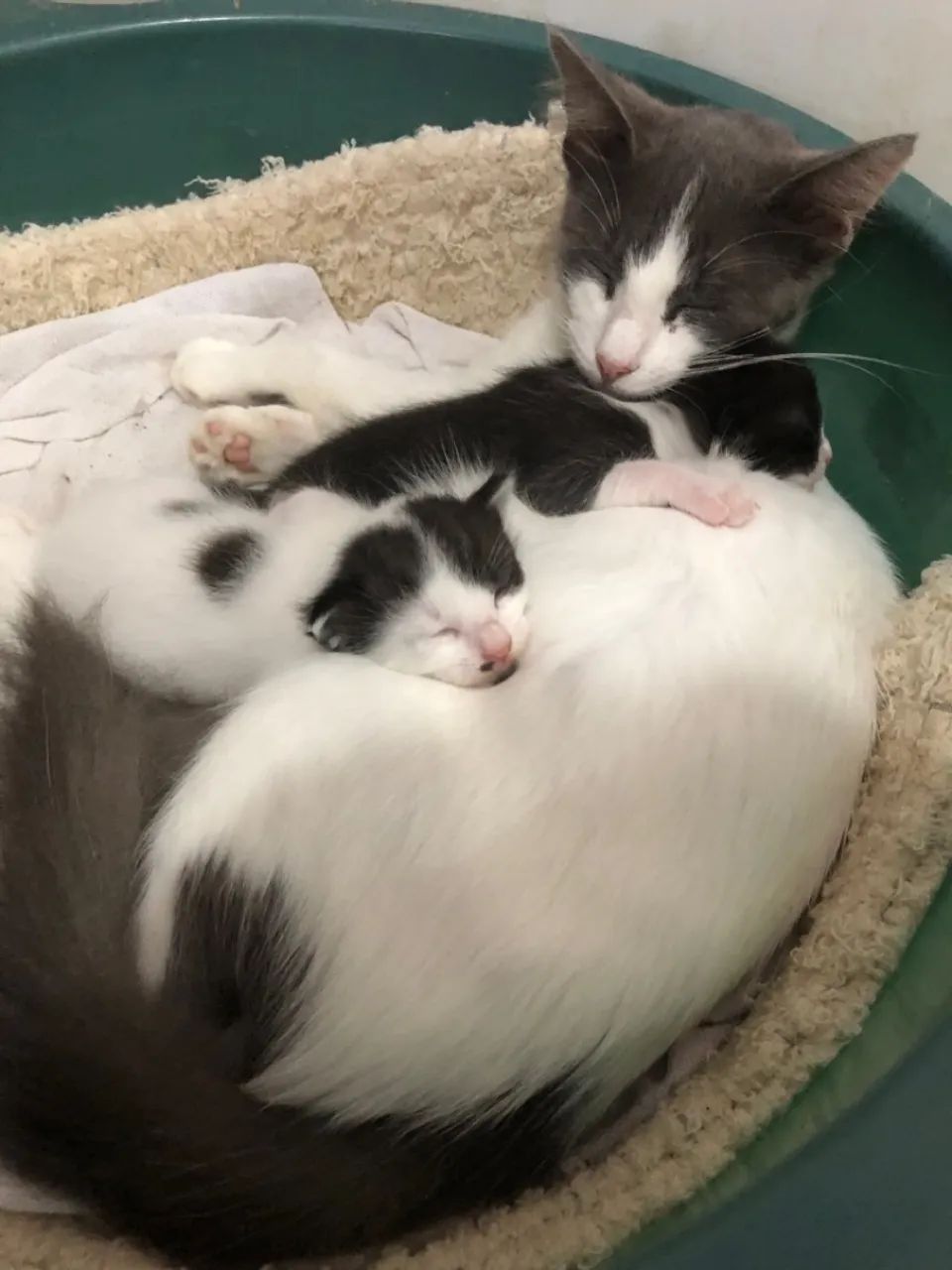 Gatinhos para adoção (1 macho e 1 fêmea)