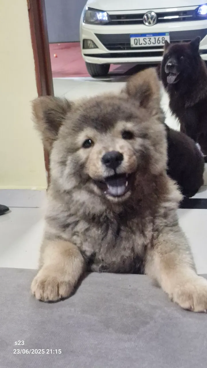 Filhote Chow-Chow