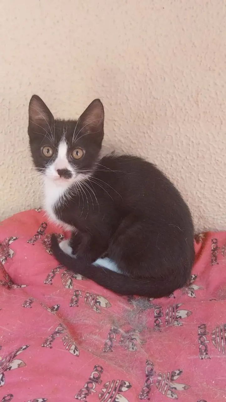 ADOÇÃO RESPONSÁVEL - CANOAS/RS - Foto 2