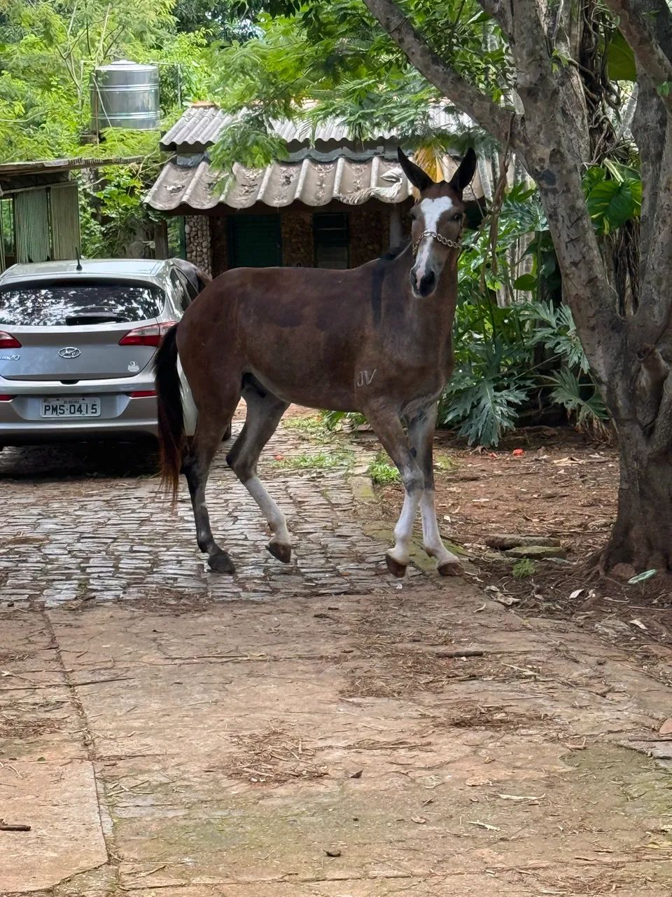 Burro de patrão  - Foto 5