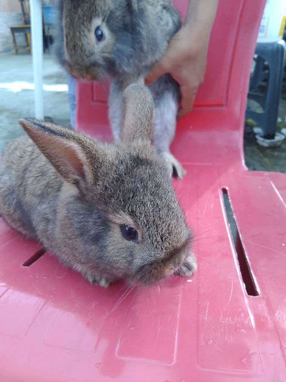 Dois coelhos fofinhos  - Foto 2