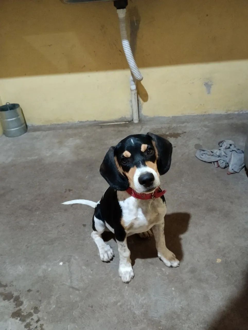 Filhote de Beagle lindo e carinhoso - Foto 5