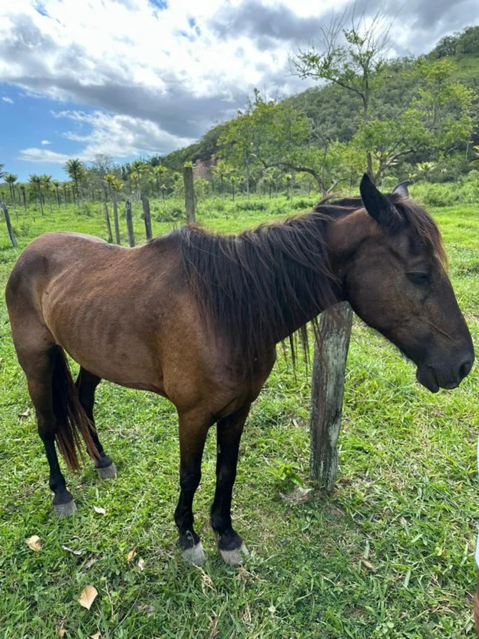 Cavalo castrado - Foto 5