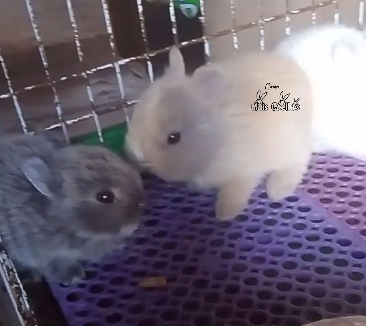 Anão Netherland Dwarf Filhote  - Foto 2