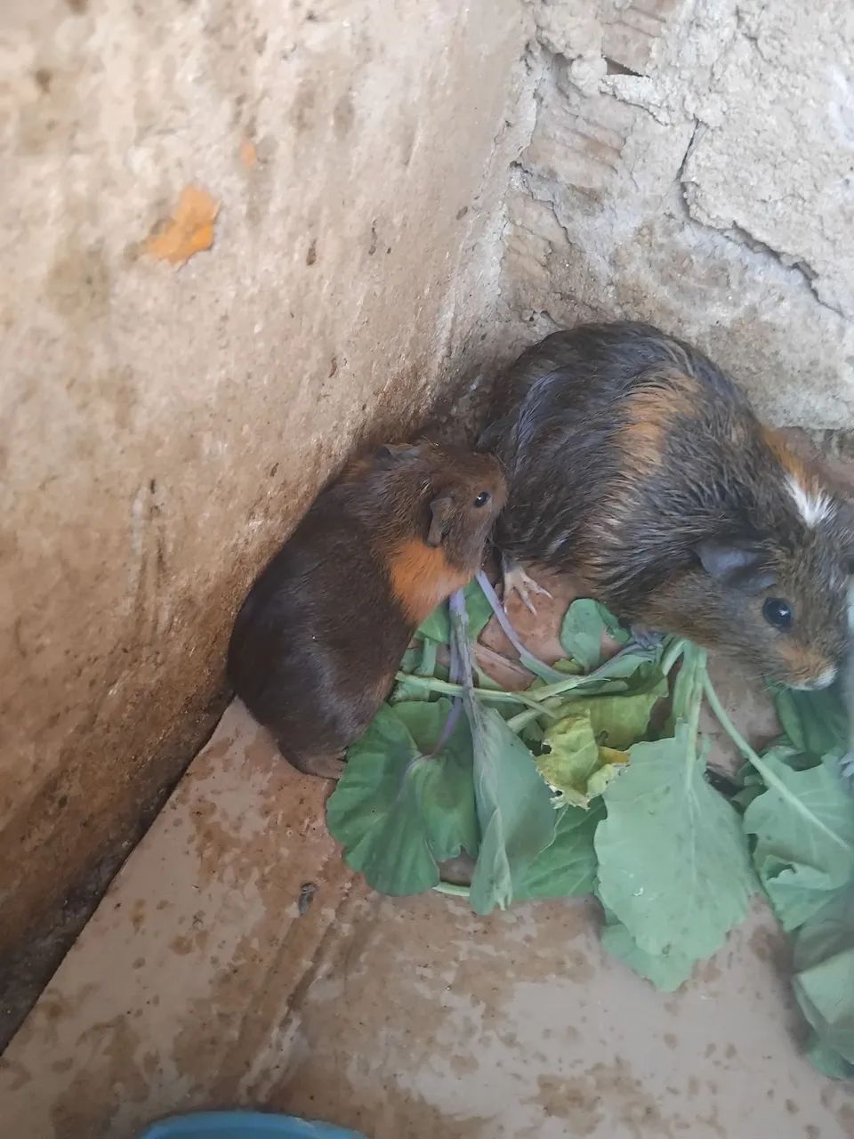 Lindos filhotes de porquinho da Índia - Foto 2