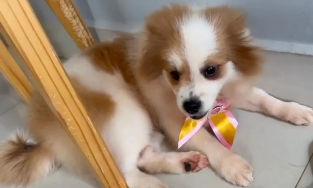 Filhote de Spitz Alemão (Lulu da Pomerania)