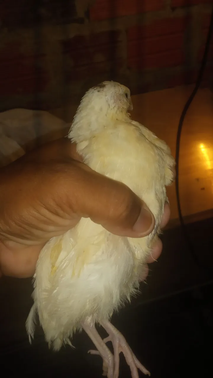 Codornas a venda