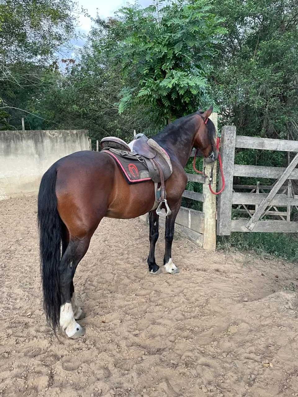 Cavalo Mangalarga Marchador