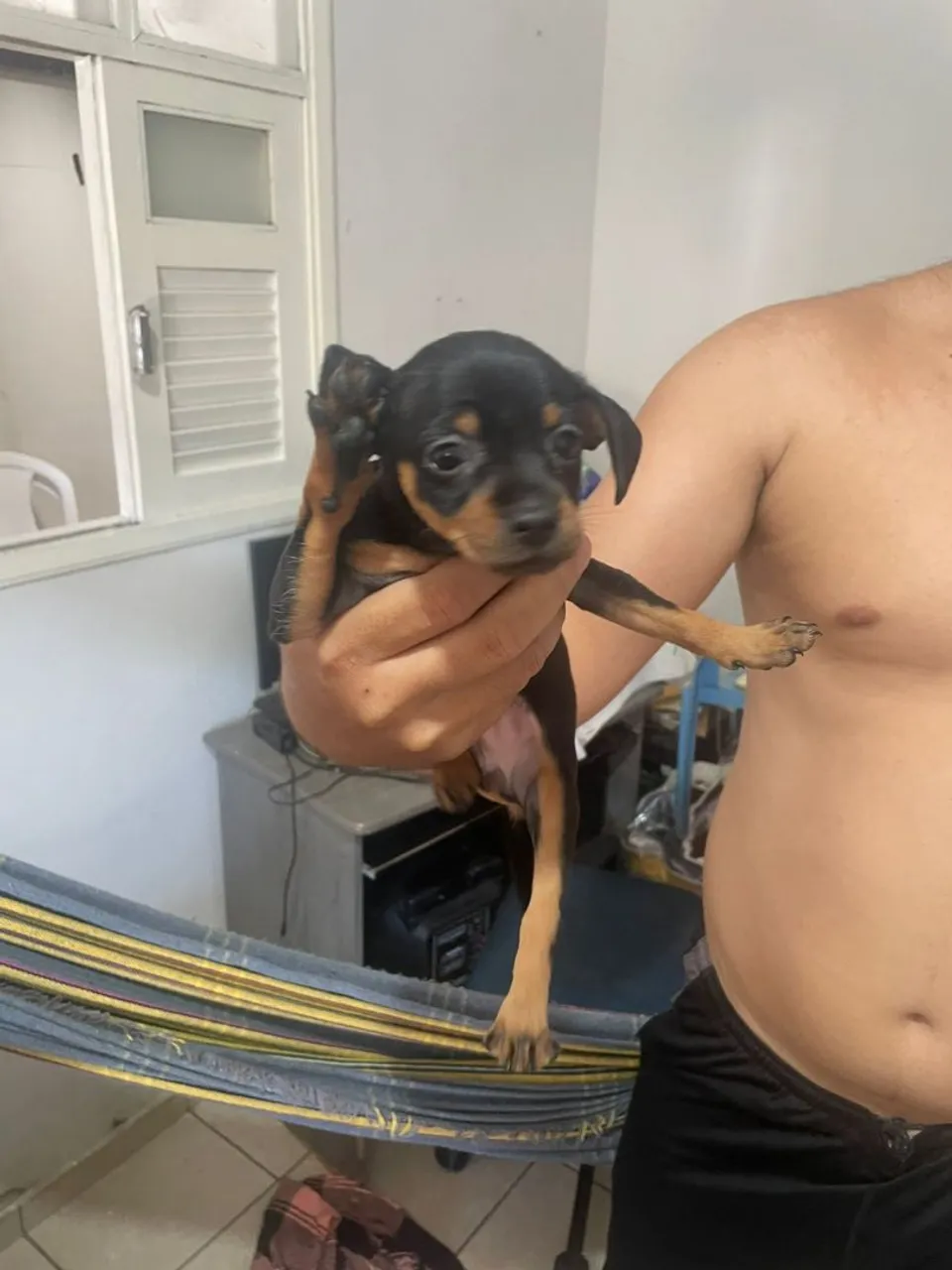 Filhote de Pinscher N° 1 (leia a descrição)