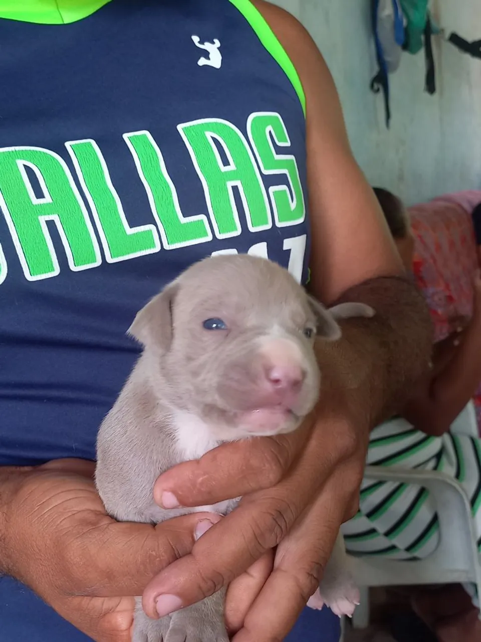 Filhote de Pitbull Cinza - Disponível!