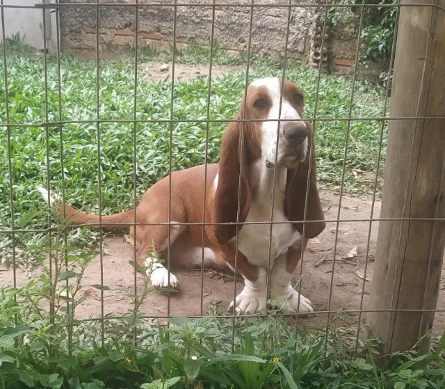 Linda Fêmea Basset Hound