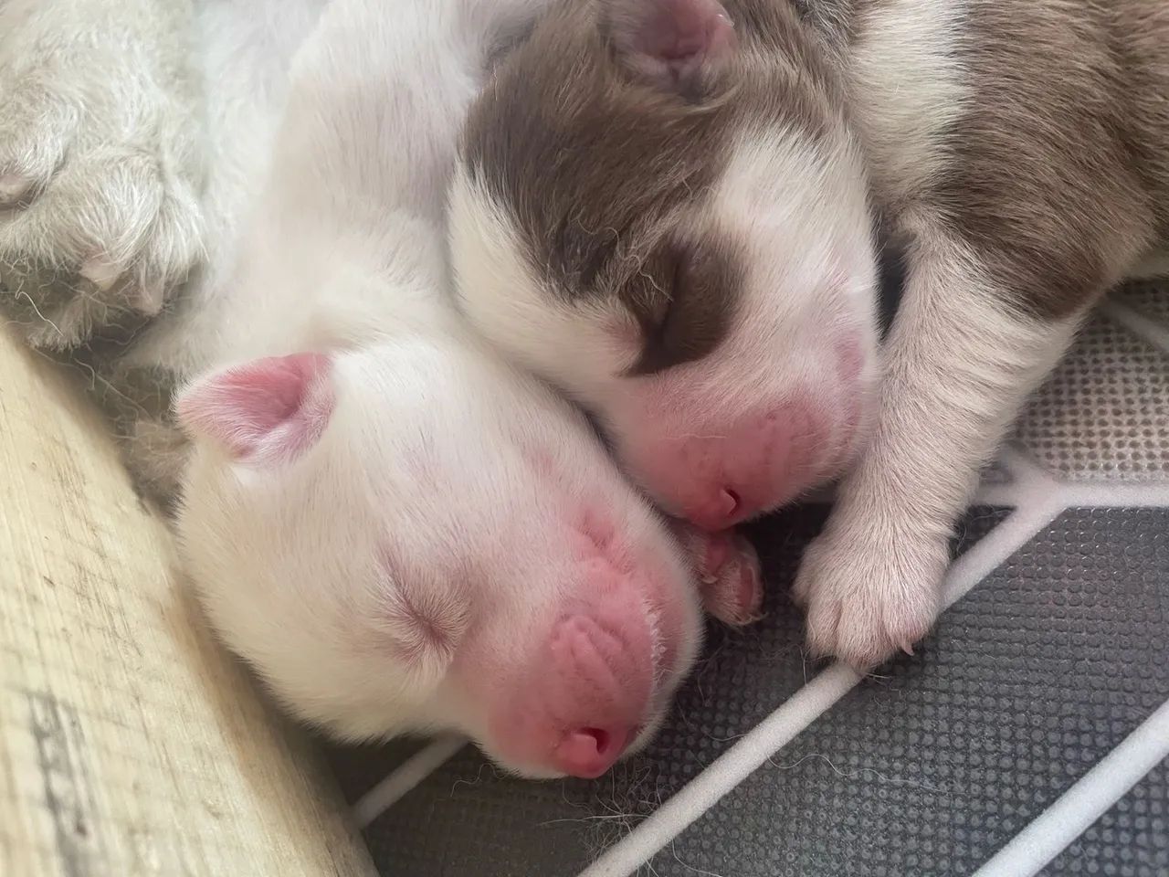 Filhotes de Husky Siberiano com Olhos Azuis - Foto 5