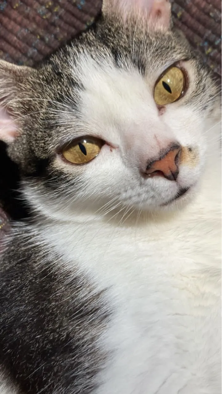 PROCURAMOS NOSSO GATO!