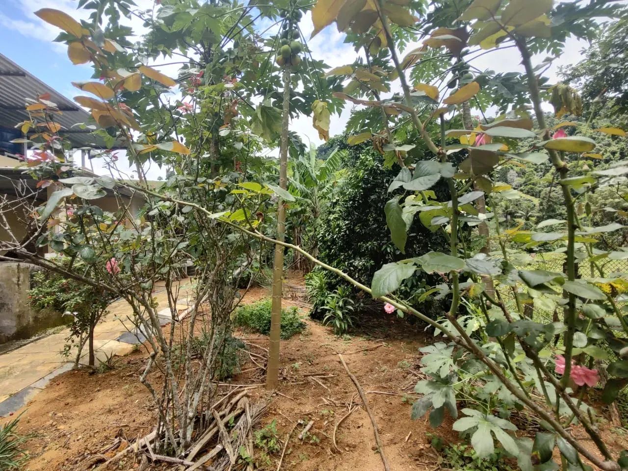 Sítio em Pedra Mulata, Viana. - Foto 7