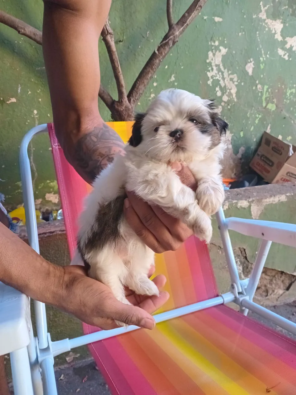 Filhote de Shih tzu mini