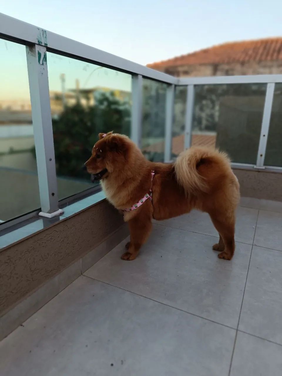 Adoção responsável  - Foto 2