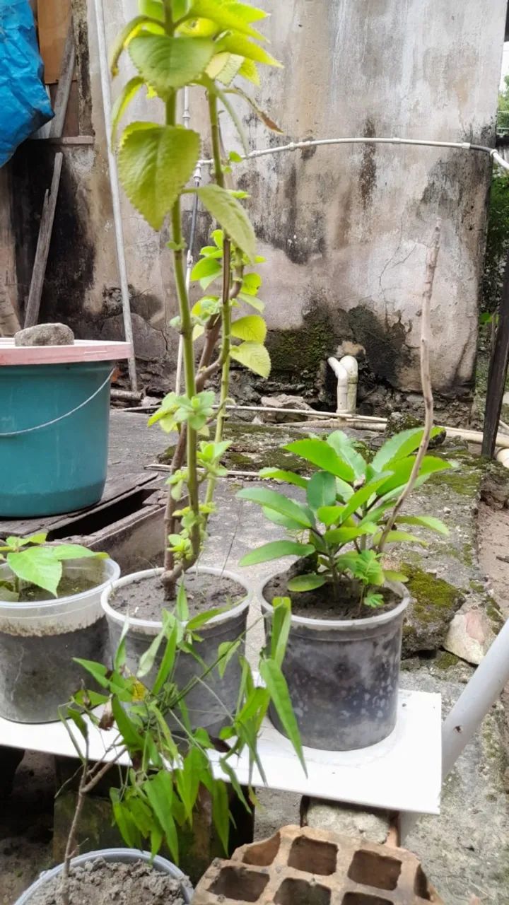 vendo mudas de plantas 