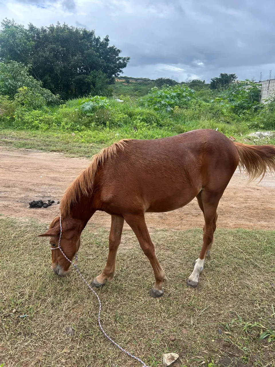 Cavalo para venda