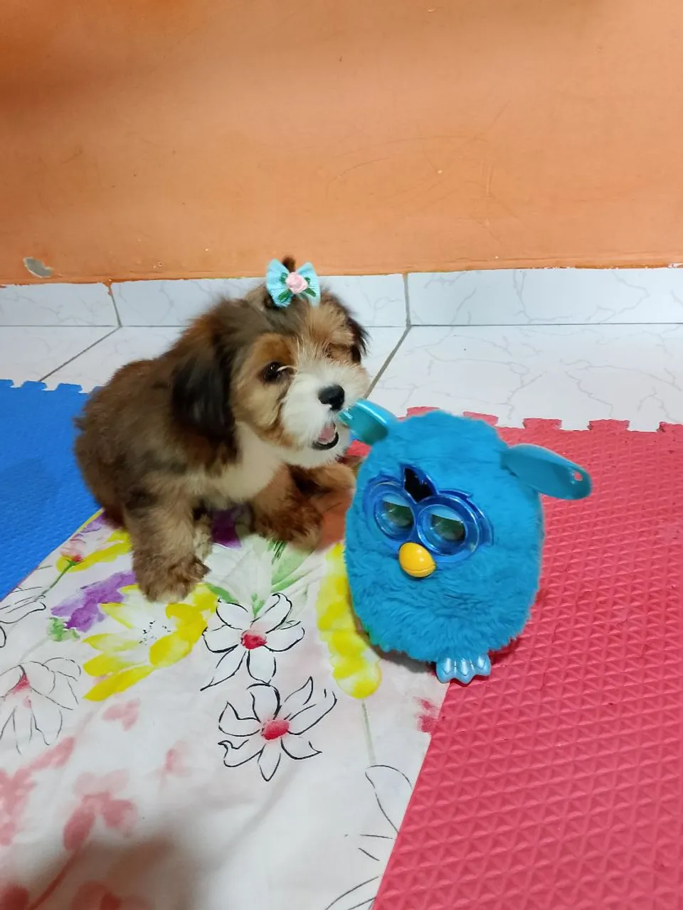 Filhote fêmea de Yorkshire com Lhasa Apso