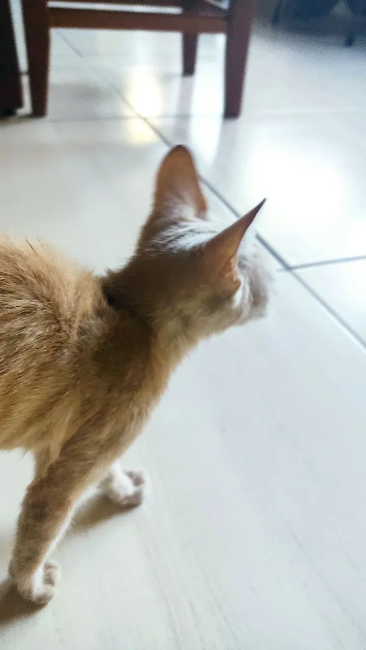 GATINHO FILHOTE MACHO - Foto 4