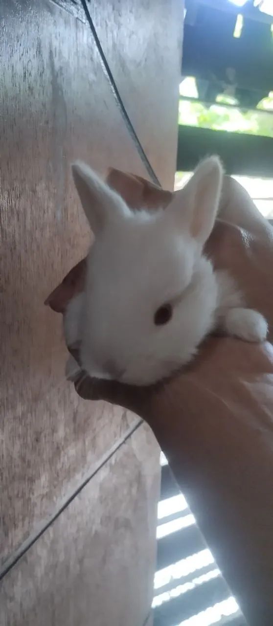 Coelhos de raça  - Foto 5